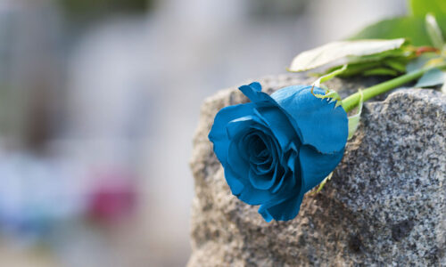 Blaue Rose